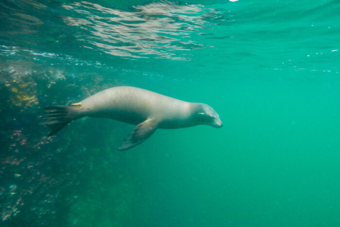 Hembra de león marino de Galápagos (Zalophus wollebaeki) en el islote León Dormido, Galápagos. Un espécimen de esta especie fue registrado en Isla Foca, Piura. Foto: Yuri Hooker.