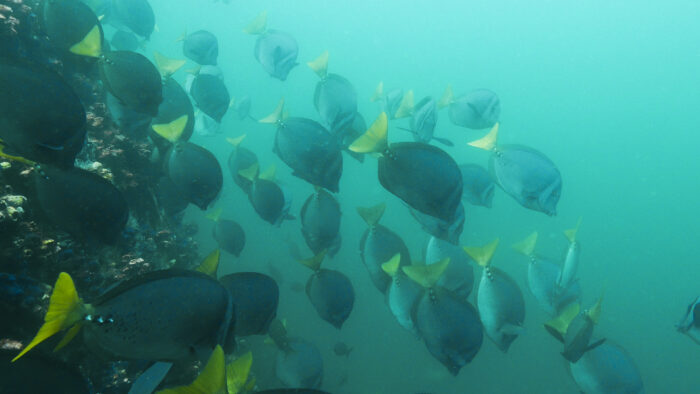 Peces cirujano (Prionurus laticlavius) en Galápagos, una especie comúnmente llamada viringo en la costa peruana. Este pez, alguna vez muy abundante en el norte de Perú, actualmente se encuentra amenazado de extinción en nuestro país a causa de la caza submarina con arpón, por no tener ningún tipo de regulación y no existir áreas marinas protegidas donde pueda refugiarse. Foto: Yuri Hooker.