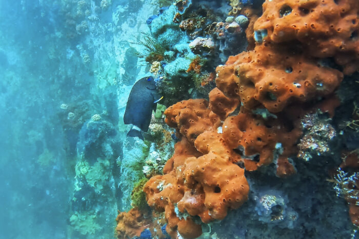 Erizo lápiz de Galápagos (Eucidaris galapagensis) y el pez jaqueta cola blanca (Stegastes beebei), dos especies consideradas endémicas de Galápagos pero que son parte de las especies insulares registradas en la costa tropical del Perú. Foto: Yuri Hooker.
