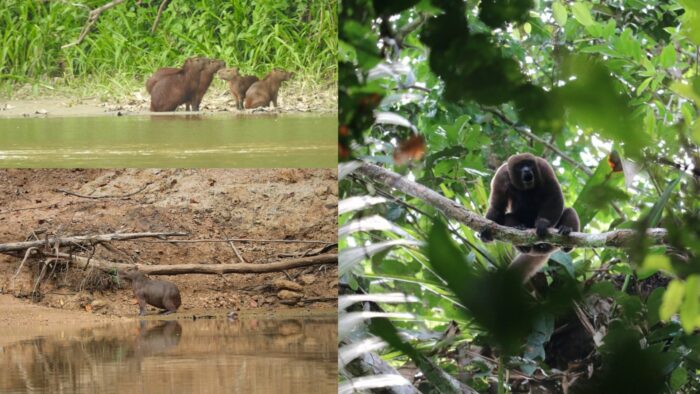 Parque Nacional Yaguas