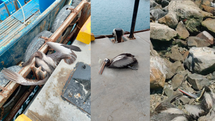 Reportes ciudadanos de los pelícanos muertos en las playas de Paita. 