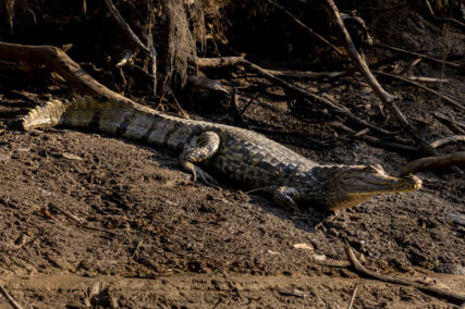 Parque Nacional Yaguas