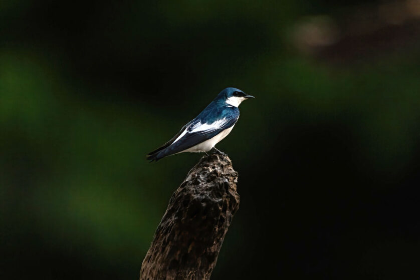 Parque Nacional Yaguas