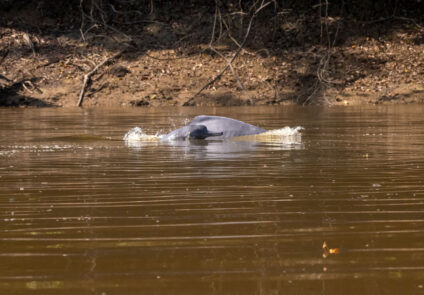 Parque Nacional Yaguas