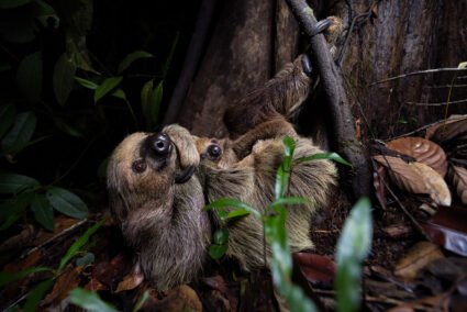 Medio Putumayo-Algodón. Foto: Diego Pérez / SPDA