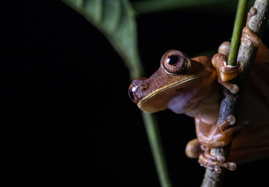 rana-medio-putumayo-diego-perez-spda