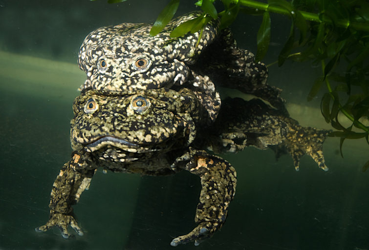 Great Rana Rana gigante del Titicaca: ¿cómo asegurar su supervivencia?