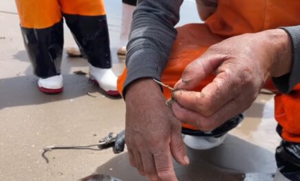 aguijón_rayas_SP en Directo