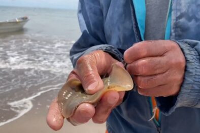 aguijón_rayas_méxico_SP en Directo