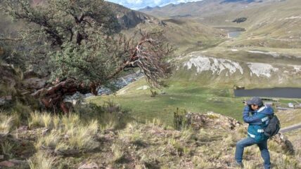 queñual_puno_serfor