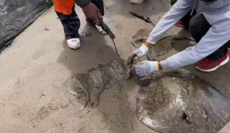 rayas mutiladas méxico_SP en Directo