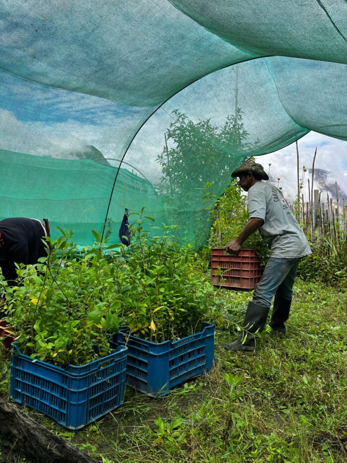 reforestacion-amazonas-francisco-melendez