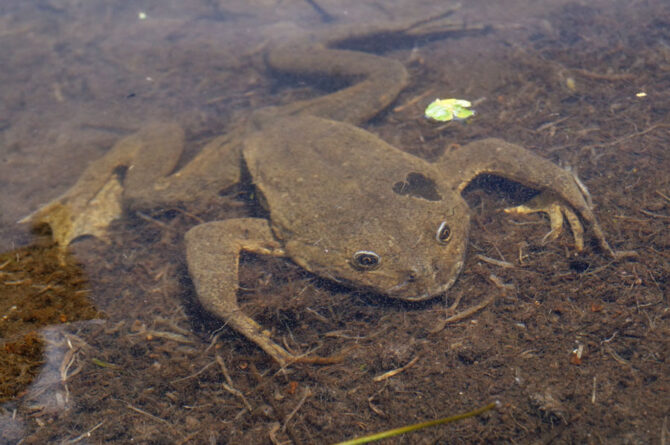 rana-gigante-de-junin---luis-castillo