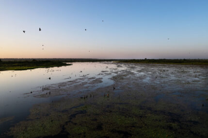 tapiche-blanco---loreto---diego-perez---spda12