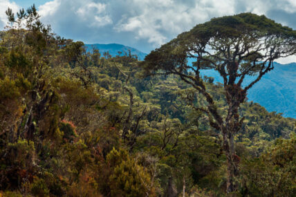 Área de Conservación Regional Chontabamba-Huancabamba