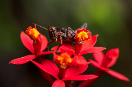 Área de Conservación Regional Chontabamba-Huancabamba