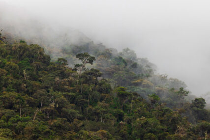 Área de Conservación Regional Chontabamba-Huancabamba