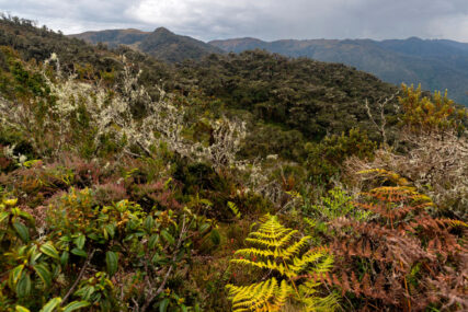 Área de Conservación Regional Chontabamba-Huancabamba