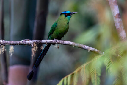 Área de Conservación Regional Chontabamba-Huancabamba