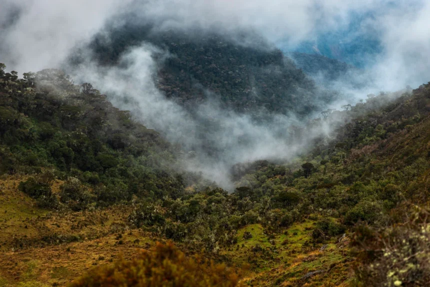 Área de Conservación Regional Chontabamba-Huancabamba