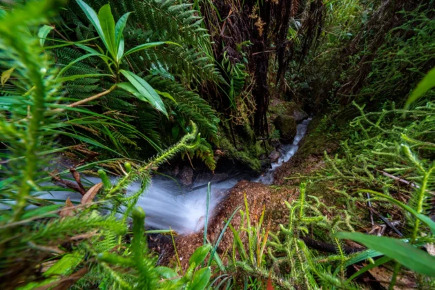 Área de Conservación Regional Chontabamba-Huancabamba