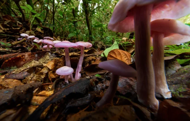 Área de Conservación Regional Chontabamba-Huancabamba