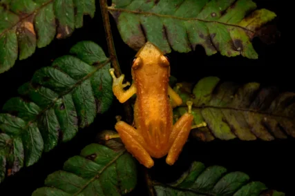 Área de Conservación Regional Chontabamba-Huancabamba
