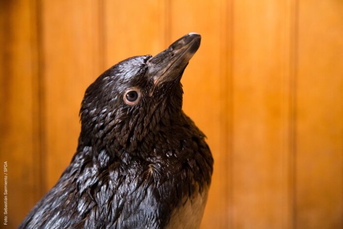 Foto: Sebastián Sarmiento/SPDA