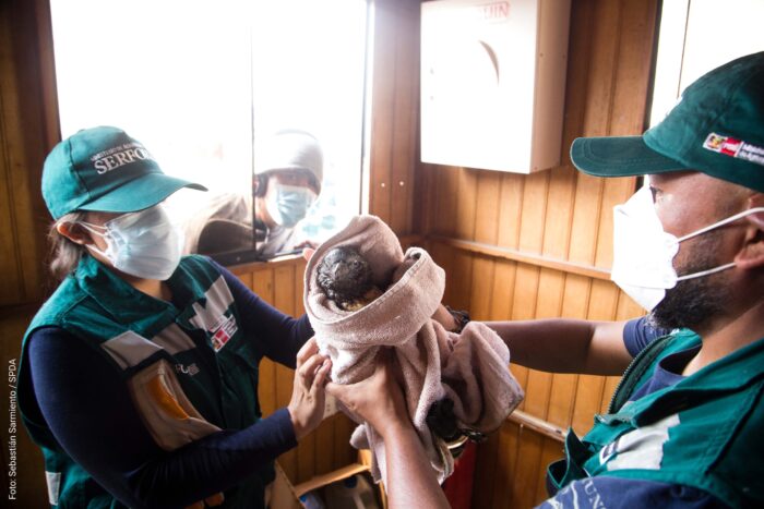 Foto: Sebastián Sarmiento/SPDA