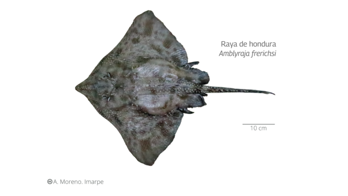 Raya de hondura-IMARPE