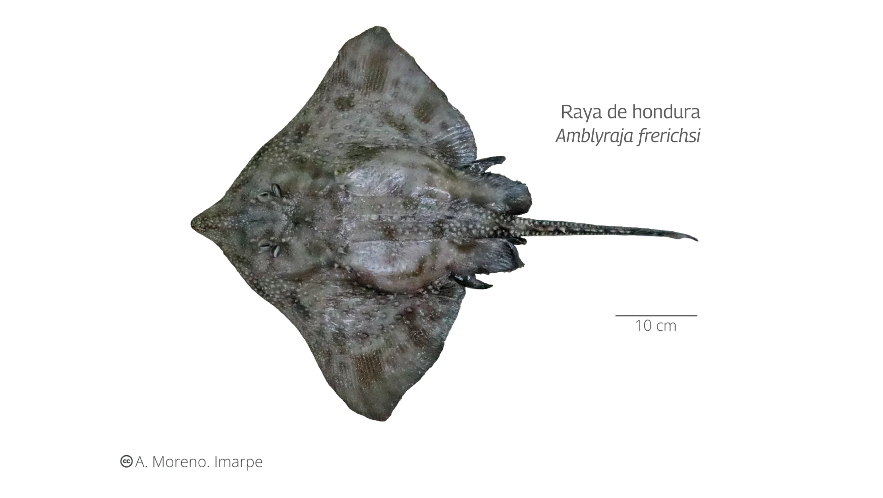 Raya de hondura-IMARPE