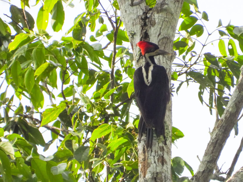 RN-Allpahuayo-Mishana-sernanp