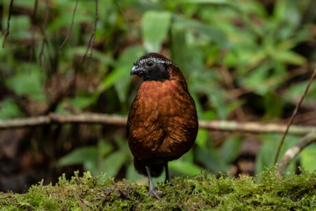 Rufous-breasted-Wood-Quail