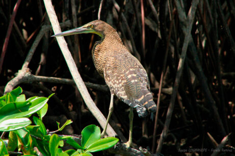 Tigrisoma-mexicanum-(Foto-Fiorella-Ramirez-CONMANOPE)