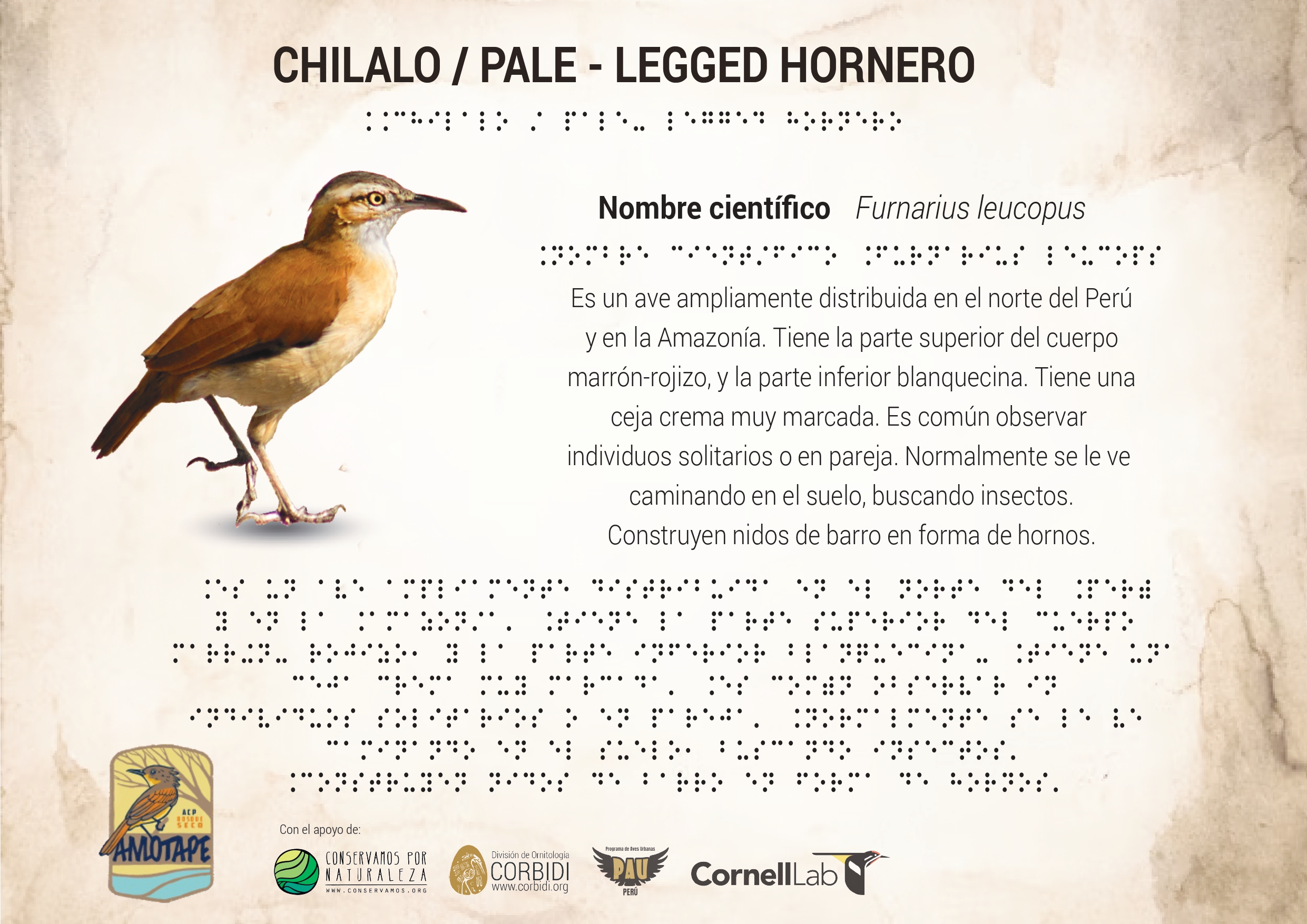 Ejemplo de cartilla en Braille para aviturismo