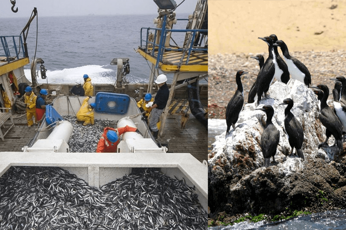 Imagen: composición Actualidad Ambiental.