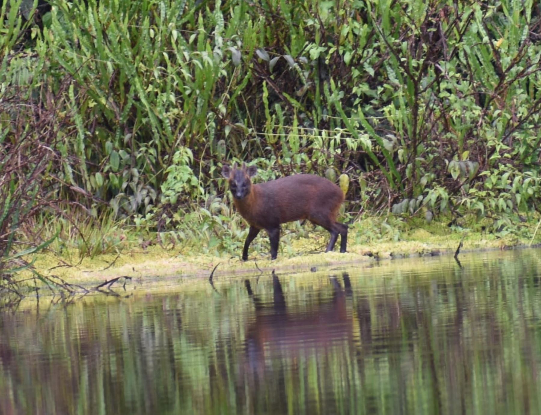 Pudú de las Yungas