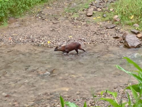 Pudú de las Yungas