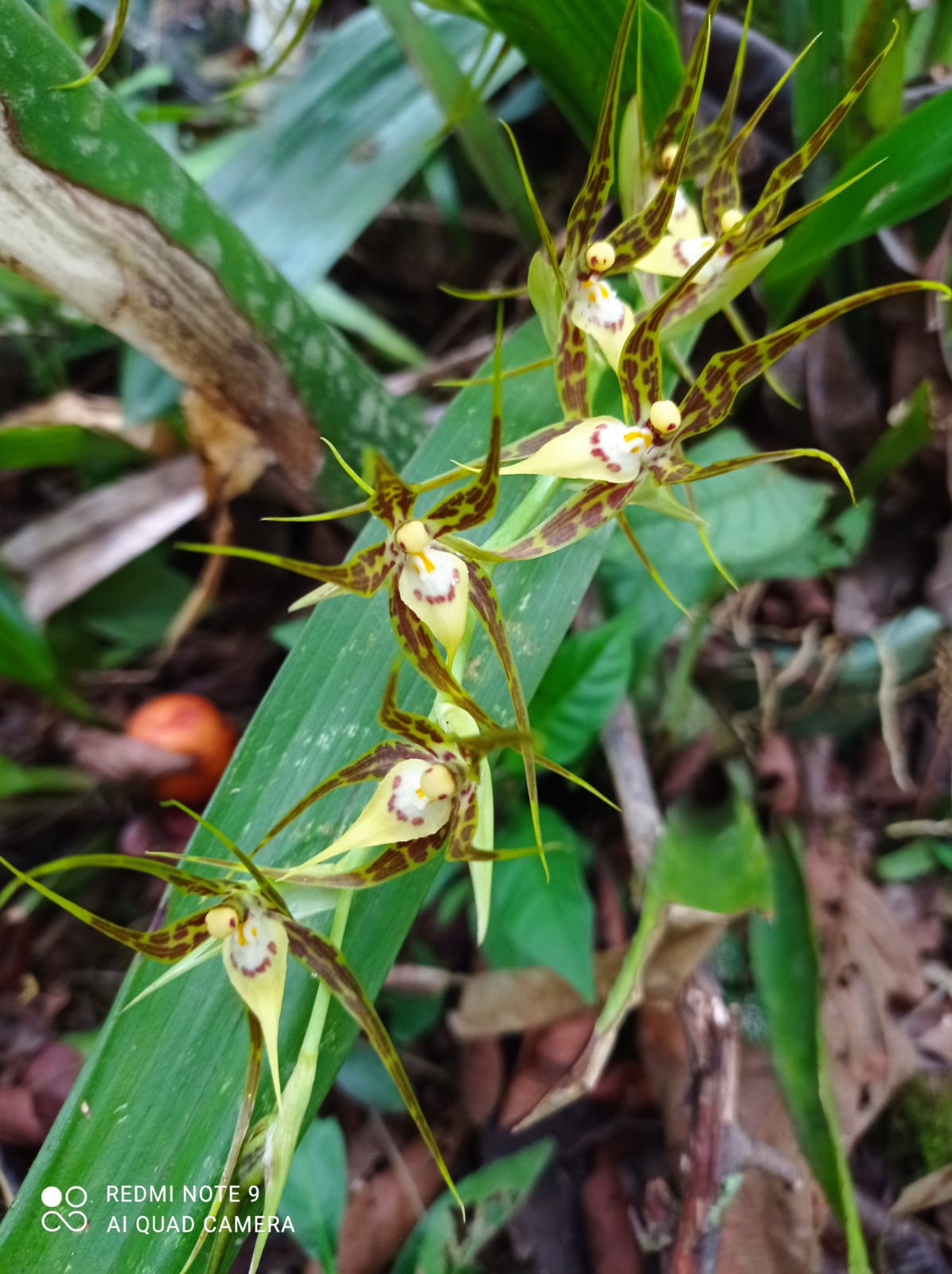 acb bosque nublado 2