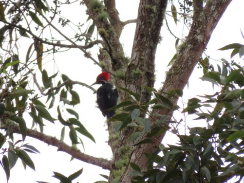 acp bosque nublado 3