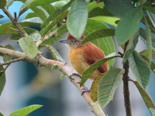 acp bosque nublado 4