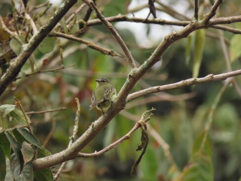 acp bosque nublado 5