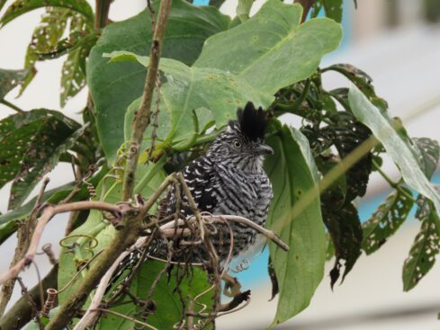 acp bosque nublado 7