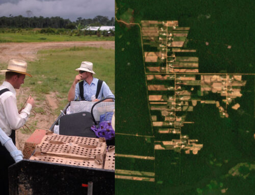 Menonitas ya deforestaron 9 mil hectáreas de bosques y advierten que esto puede incrementarse