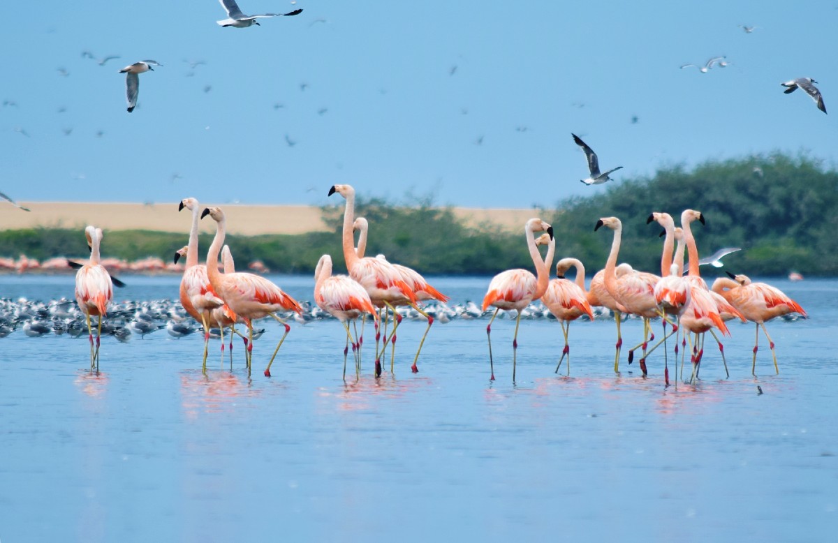 Coastal wetlands conservation project in Peru