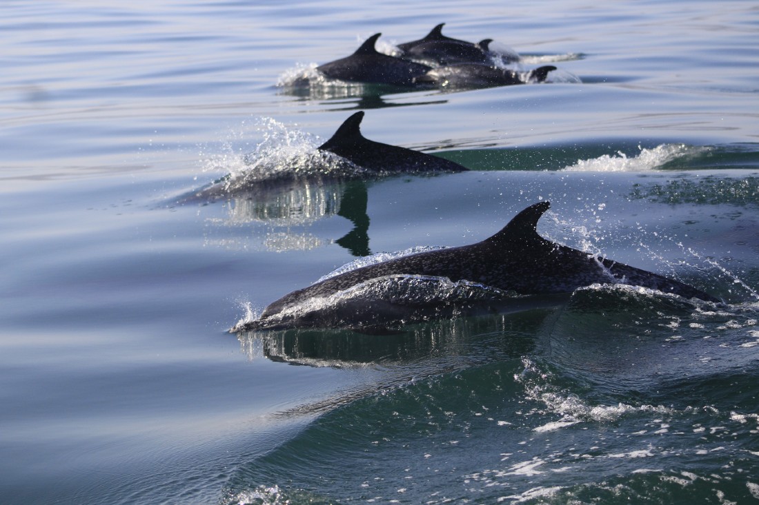 Avistamiento de delfines