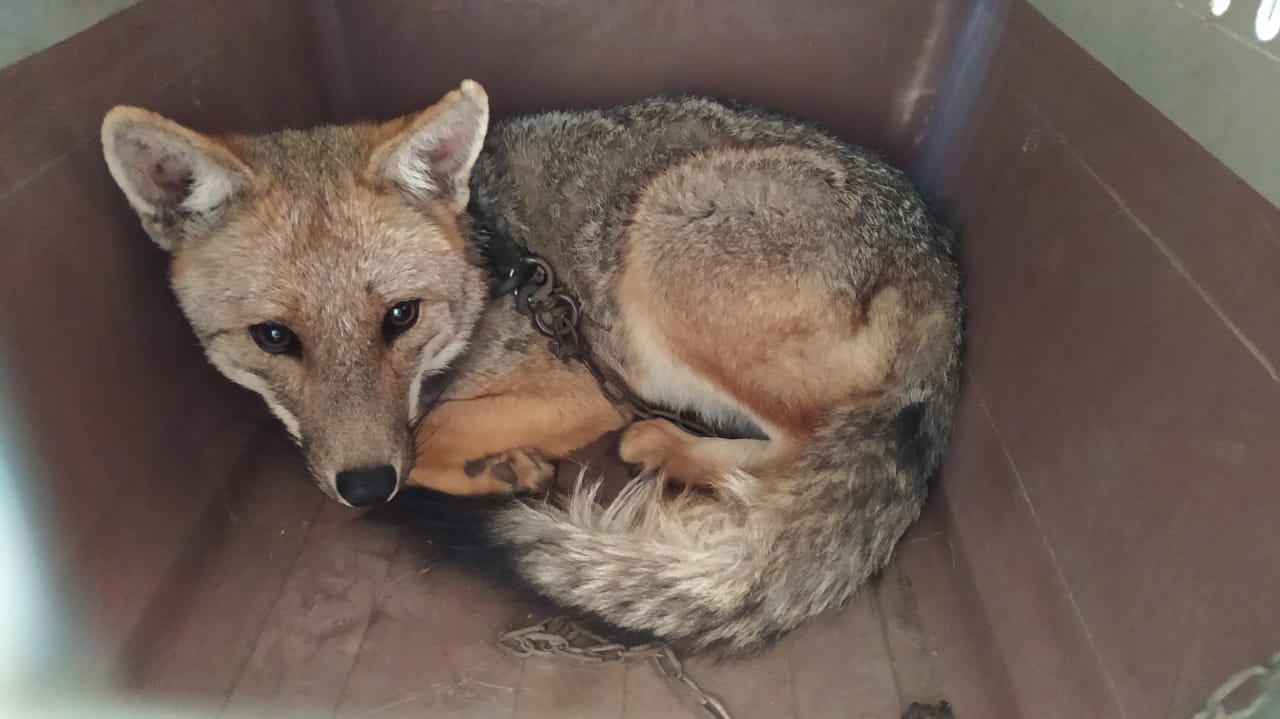 Ejemplar de zorro andino hallado en cautiverio en Nasca