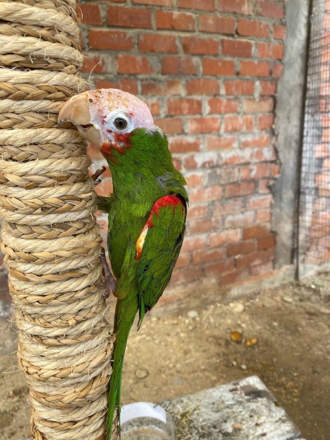 Algunos de los loros tenían las plumas cortadas para evitar que escaparan