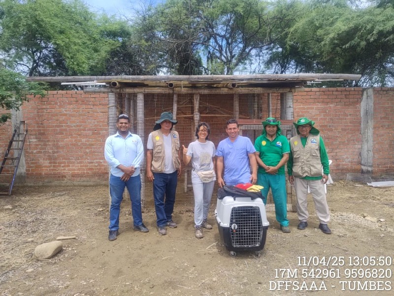 Loros en proceso de rehabilitación en el Área de Conservación Privada Bosque Seco Amotape