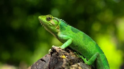 Conservación Regional Bosques Secos Interandinos de Cutervo1-sernanp